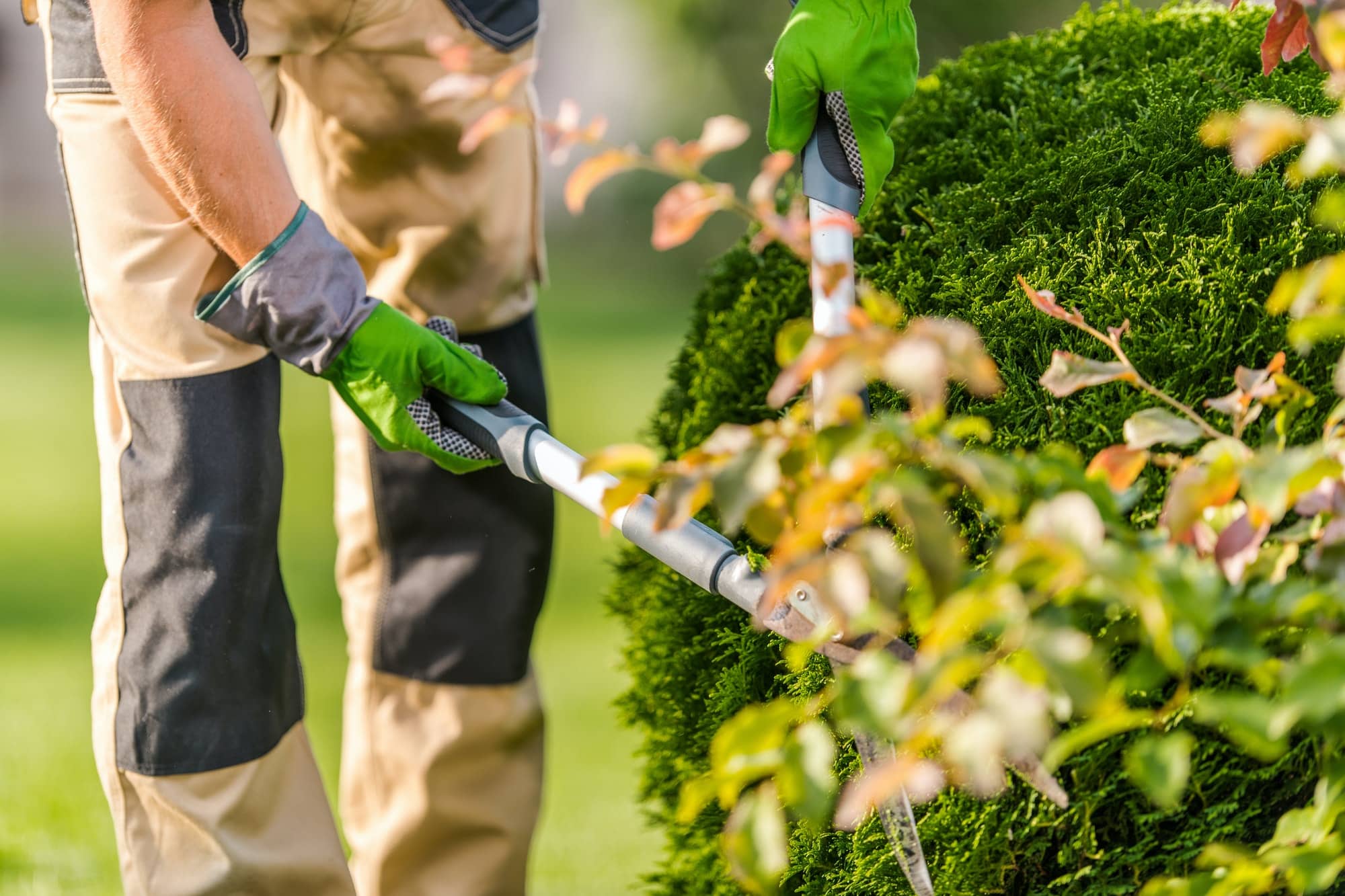 Pruning Thuja in the Garden